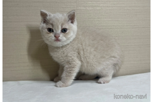 成約済の茨城県のスコティッシュフォールド-69230の2枚目